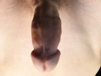 Penis Closeups